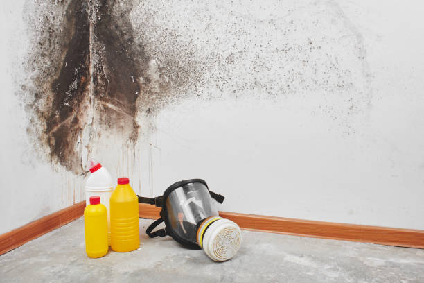 Trusted Canyon, TX Mold Removal Experts