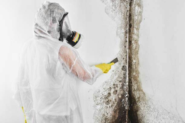 Best Mold Testing and Removal  in Canyon, TX