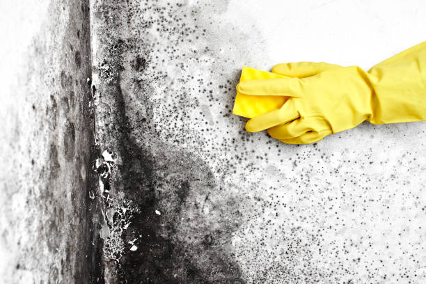 Best Fast Mold Removal  in Canyon, TX