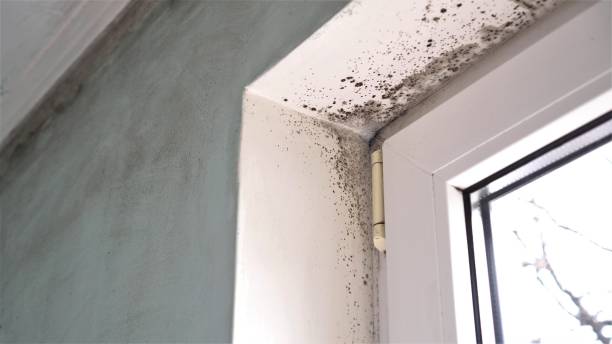 Best Mold Remediation  in Canyon, TX