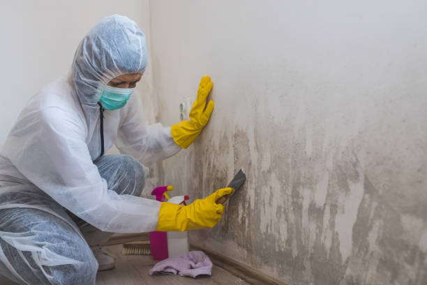 Best Certified Mold Removal  in Canyon, TX