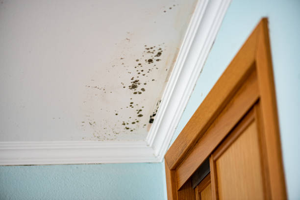 Best Mold Damage Repair  in Canyon, TX