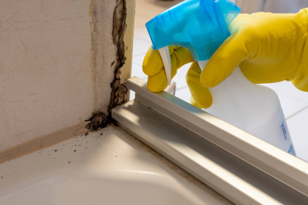 Mold Removal and Inspection in Canyon, TX