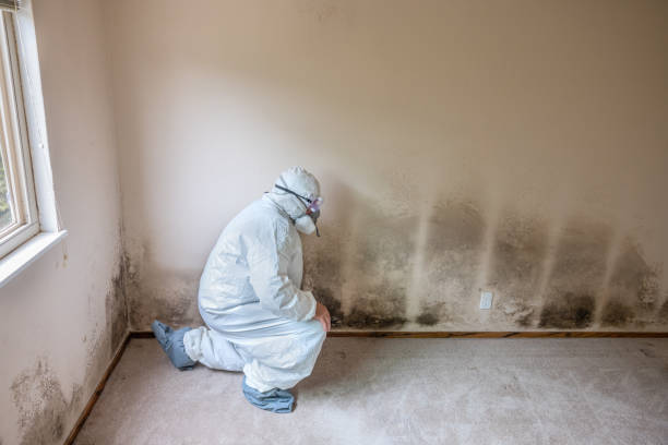 Best Mold Testing  in Canyon, TX