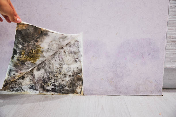 Best Home Mold Removal  in Canyon, TX